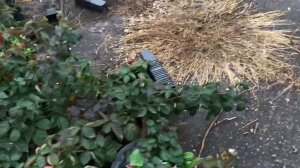 Ежевика Блек джем, размножаем с осени.