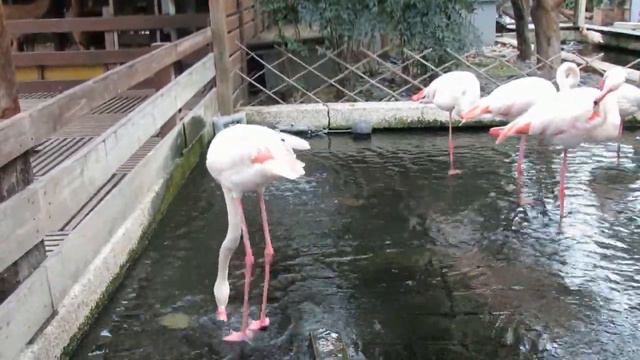 Фламинго - Танцор диско смотреть онлайн