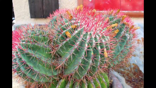 Cactus en Andalousie смотреть онлайн