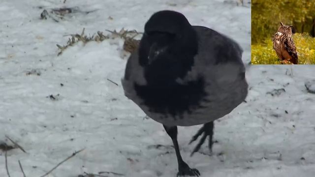 Серая ворона — Corvus (corone) cornix смотреть онлайн