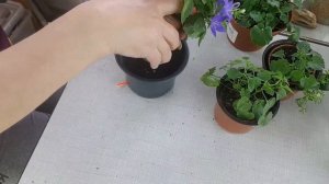 Кампанула| секреты красивого выращивания