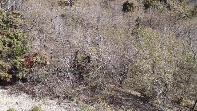 21.04.2022. Ом Намах Шивайя. смотреть онлайн