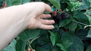 Ежевика Небеса Могут Подождать - замечательный сорт, просто бомба!