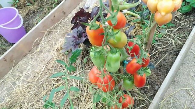 На кусту разные томаты. Французский гроздевой.Редкий феномен.Переопыление,потеря сорта? Что ещё? смотреть онлайн