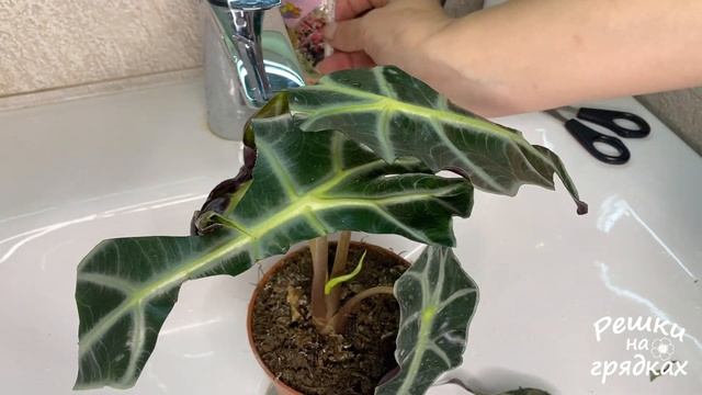 Пятна на листьях алоказии Что делать? смотреть онлайн