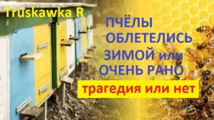 Пчёлы. Почему зимний облёт не страшен. Почему облёт ранней весной очень опасен.