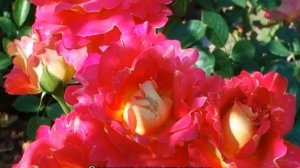 Роза Арлекин (Arlequin) — особенности сорта