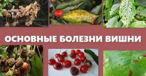 09.05.2021 Болезни вишни (самые опасные) симптомы, профилактика. Это помогло мне сохранить вишни.