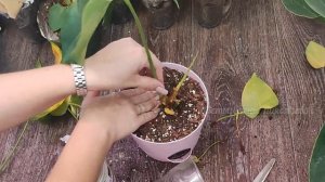 СРОЧНАЯ ПЕРЕСАДКА АНТУРИУМА, Спасение Антуриума, Правильный грунт для Антуриума, Стимуляторы, Полив