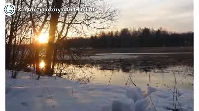 Охота в Московской области – Истринское охотхозяйство МВОО ЦО ВУ охота на лося в Московской области смотреть онлайн