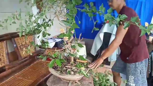 How to make Lantana a bonsai? смотреть онлайн