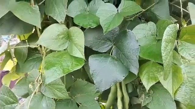 Фасоль сазрела,сбор урожая. смотреть онлайн