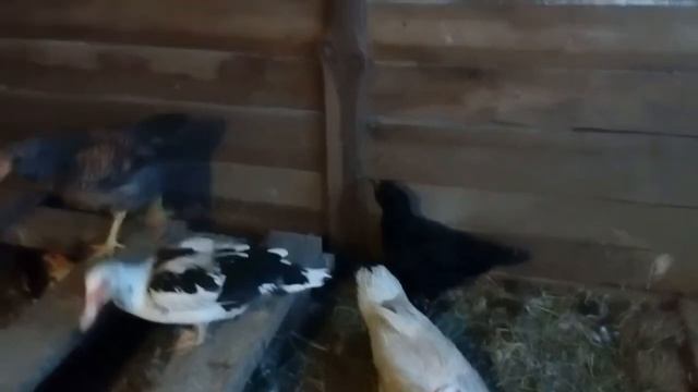 Деревенские куры, беспородные куры, мои куры - какой вес