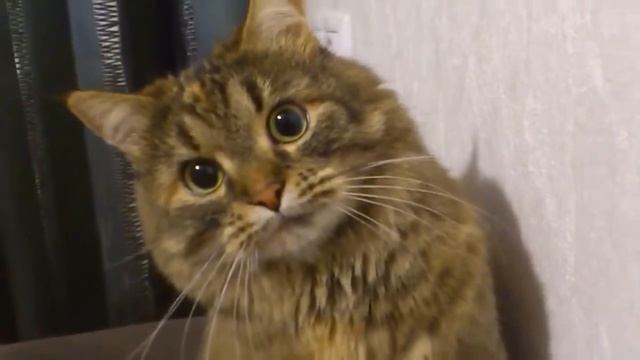 кот танцует смотреть онлайн