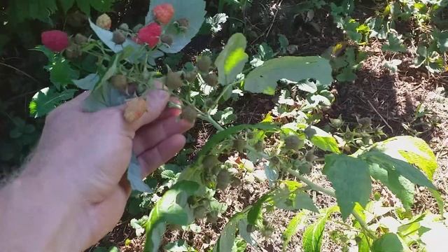 Малина продуктивний сорт полка ремонтантна смотреть онлайн