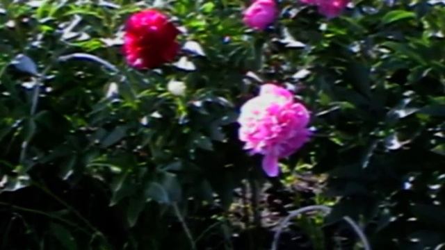 МОИ ПЕРВЫЕ цветы 2010 МАЙ смотреть онлайн