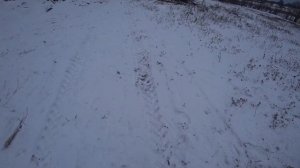 ОХОТА НА ПРИВАДЕ НА ЛИСУ! ПЯТЬ ЛИС В ОДНОМ РОЛИКЕ! УДАЧНАЯ ОХОТА ИЗ ЗАСИДКИ НА ЛИСУ!