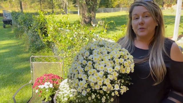 FALL MUMS #1 SECRET ? Fall Decorating ? Garden Mums Care & Planting Mums Cottage Style Flower Bed смотреть онлайн