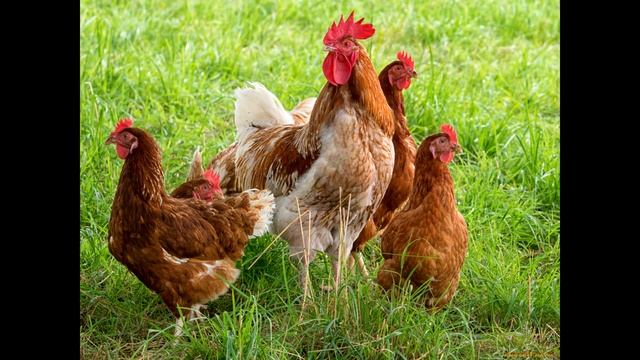Курицы кудахчут или звук курицы!