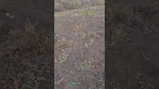 Осенняя обработка деревьев медным купоросом.