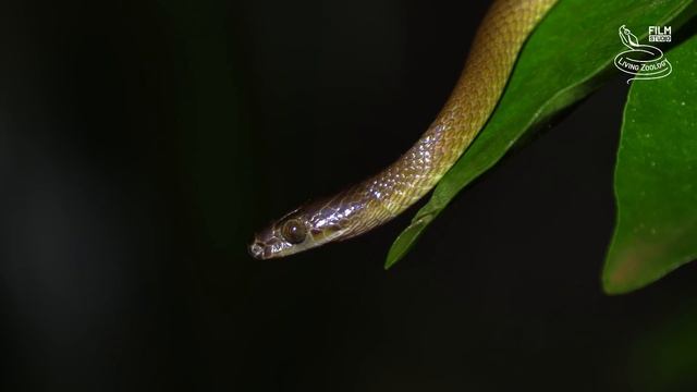 Snakes of Kenya, 5 species, venomous Green bush viper, African Rock python and more смотреть онлайн