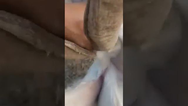 Бедная коза? как называется этот приём? смотреть онлайн