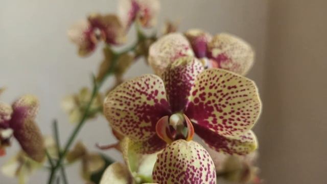 Корни прут. Как вырастить крепкие, здоровые корни, для пышного цветения.Орхидея Phalaenopsis Чармер смотреть онлайн