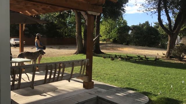 Adopted an Irish Wolfhound.....feeding my ducks смотреть онлайн