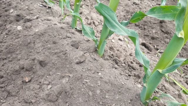 Культиватор АГРОС с внесением жидких удобрений смотреть онлайн