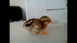 Куры и петухи. Что за порода - "Бентамка"? Завидные взаимоотношения.