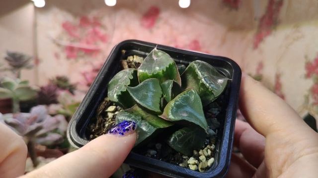 Обзор хавортий. смотреть онлайн