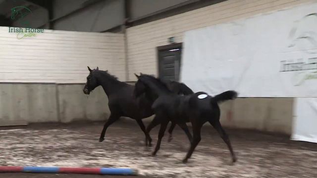 LOT No 58 Colt x Glynnwood Cornet ISH x Je T'Aime Flamenco AES смотреть онлайн
