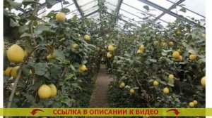 Лимон вырастить в домашних условиях ❗ Как сажать лимон в домашних условиях