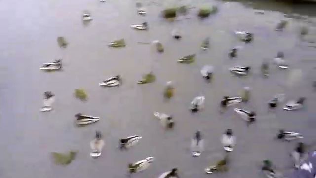 Утки зимой в Вологде смотреть онлайн