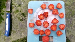 КУДРАНИЯ  NORRIS, СОЧНАЯ И СЛАДКАЯ (не хватает кислинки)