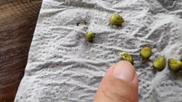 Grow your own calamansi. #calamansi #lemonsito смотреть онлайн