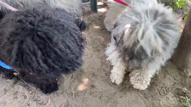 10 Most Amazing Dog Breeds смотреть онлайн