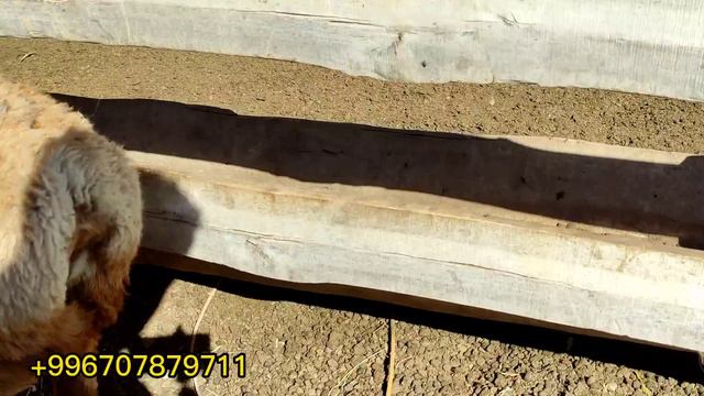 сатылды чалбай эле коюңуз смотреть онлайн