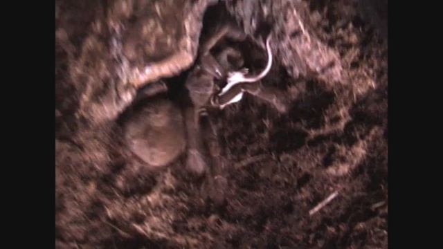 Theraphosa Blondi vs mouse 2 смотреть онлайн