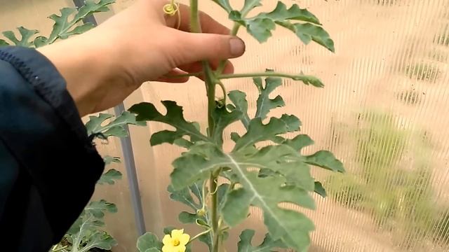 Арбуз Огонёк . Север Бурятии. Выращивание в теплице. смотреть онлайн