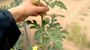 Арбуз Огонёк . Север Бурятии. Выращивание в теплице.