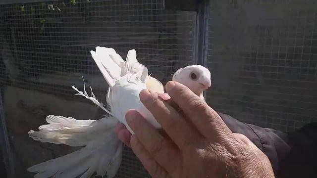 Узбекские декоративные голуби. смотреть онлайн