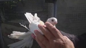 Узбекские декоративные голуби.