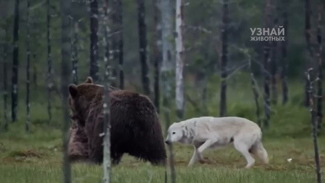 БУРЫЙ МЕДВЕДЬ – Мощный Лесной Зверь Атакующий Волков! Медведь в Деле! смотреть онлайн