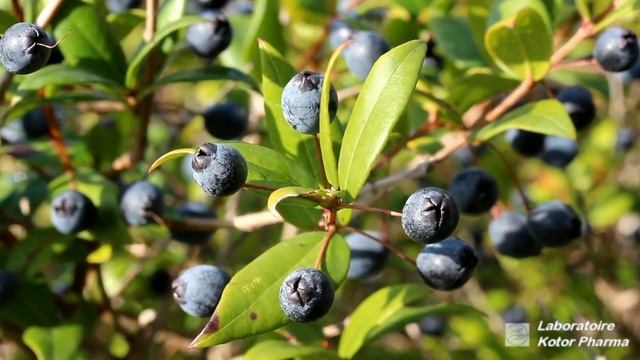 Plante médicinale : Myrte commun (Myrtus communis) смотреть онлайн