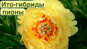 ПИОНЫ. ИТО-ГИБРИДЫ. Желтые пионы. Pions. Ito-hybrids. Дачный креатив.