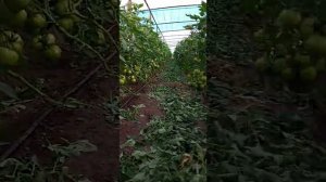 Томат на осень « Пинк-Буш»