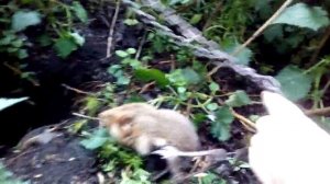 Ловля хомяков часть 3