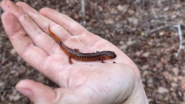 Signs of Spring: Snakes at Last and Stunning Salamanders! смотреть онлайн