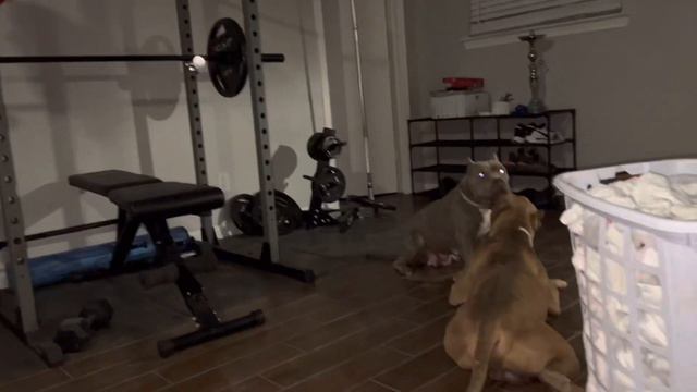 Navi Checked Chloe for Playing In The House XL Pitbull Vs. Standard 😩😩😩 смотреть онлайн